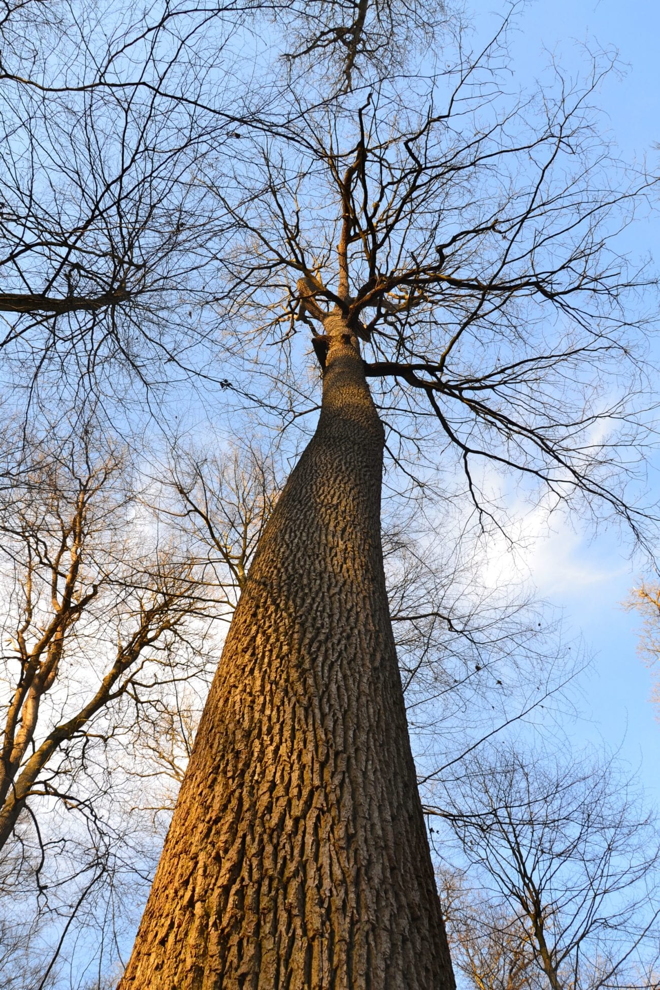 Foret de Bercé Chêne Boppe