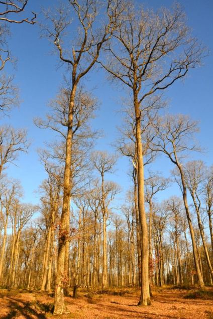 randonnées sarthe forêt de Bercé