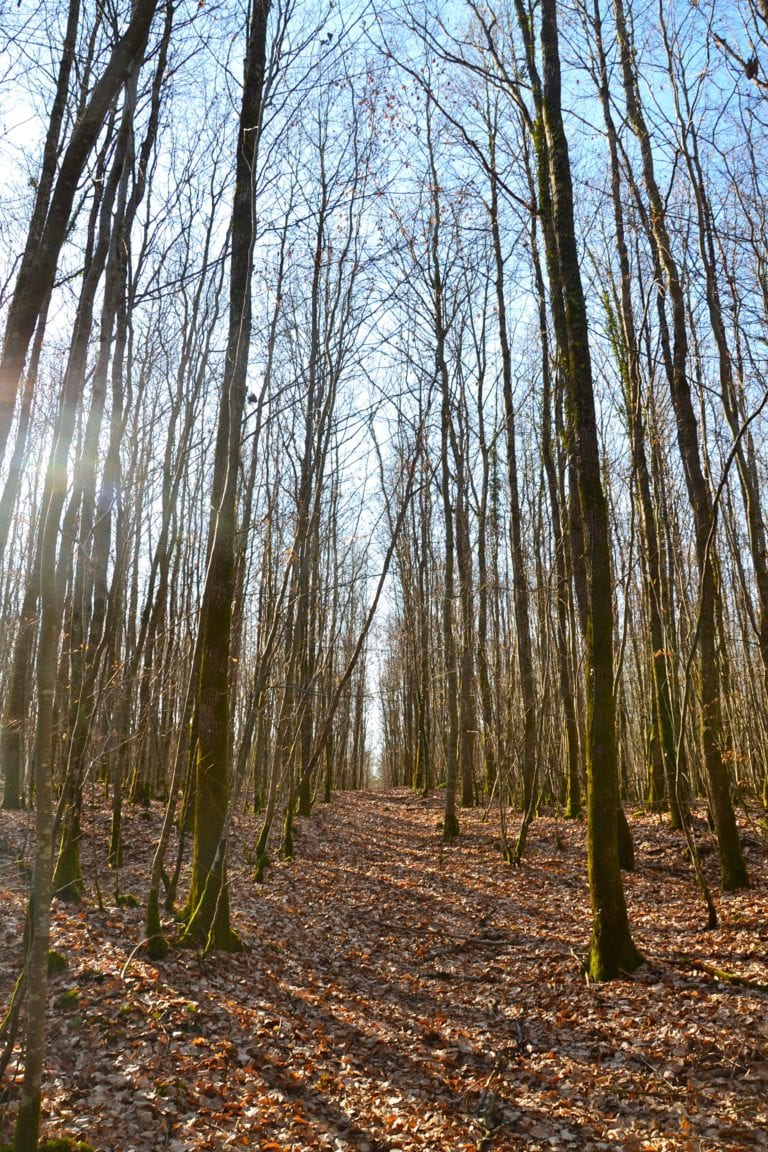 Ancienne Carte Postale CPA 72 - Scène De Chasse En Forêt De Berce, Sarthe