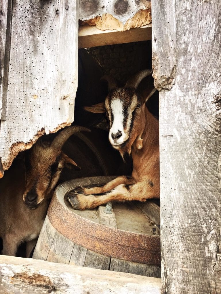 Le lieu roussel : ferme pédagogique du Calvados
