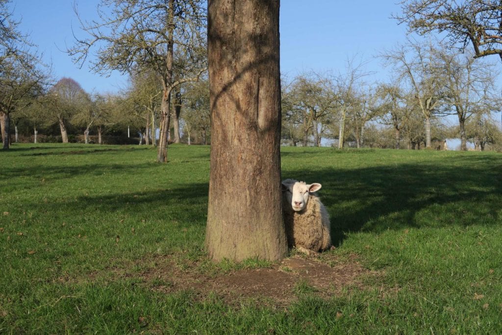 Les prés de la ferme du lieu Roussel du pays d'auge