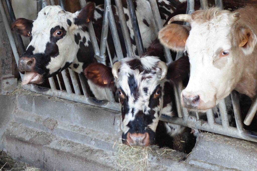 Vaches de la ferme pédagogique Pays d'Auge