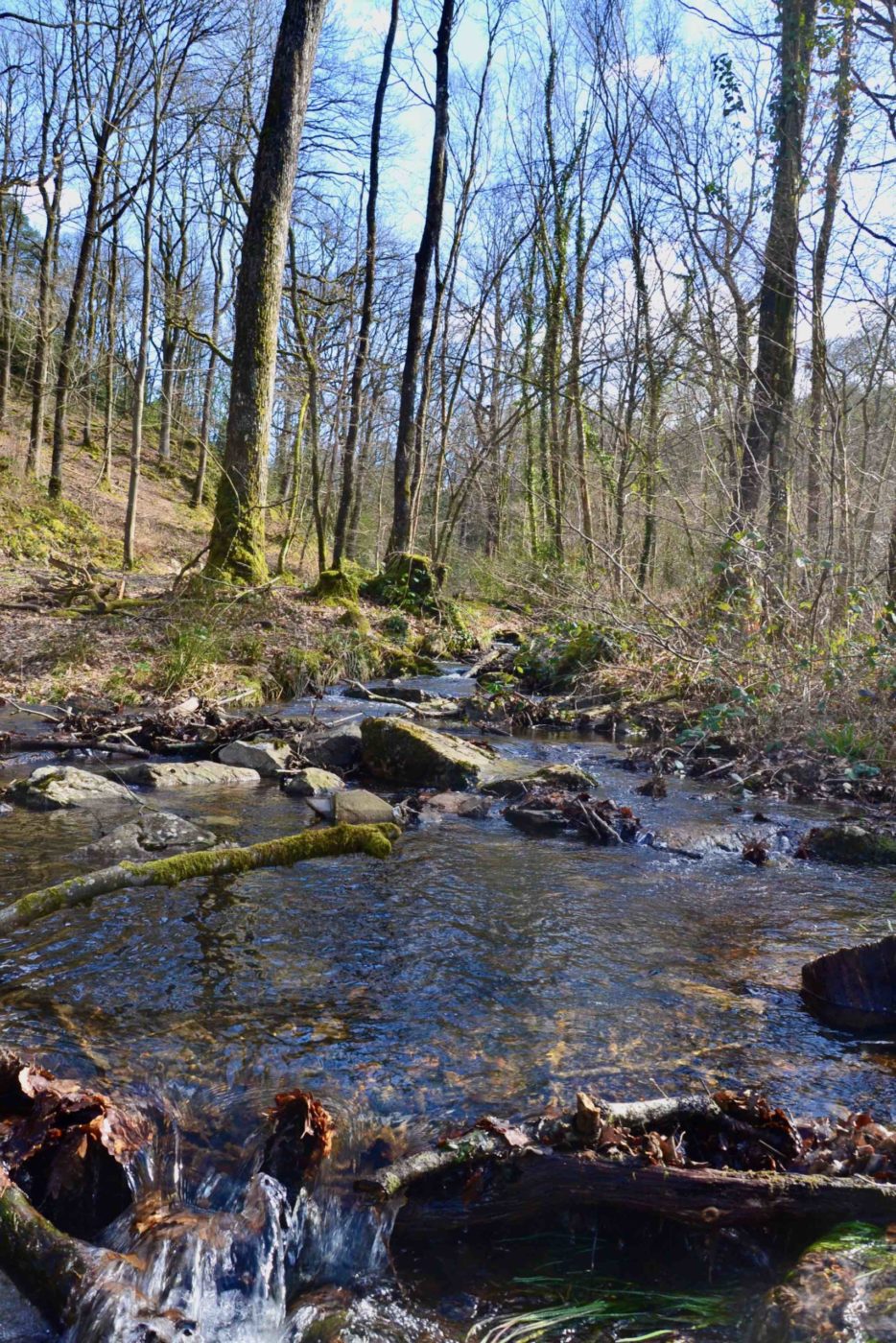 Randonner dans la forêt de Sillé