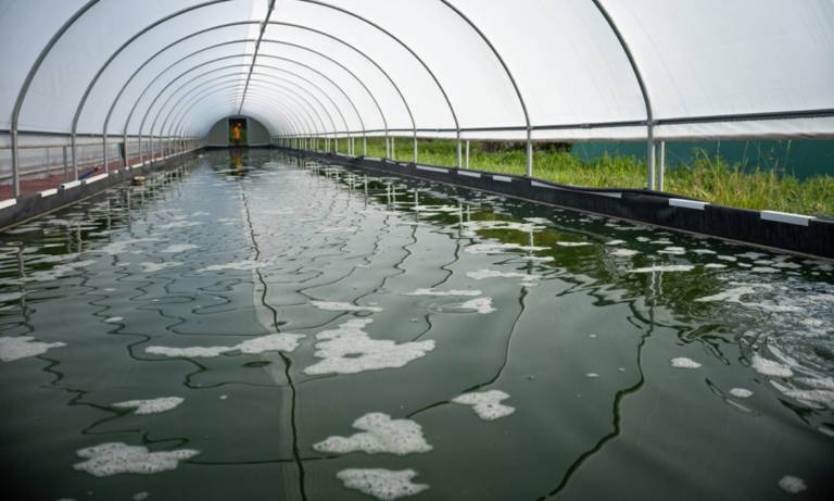 Akal Food Ferme Fleur De Spiruline Saint Pierre Azif